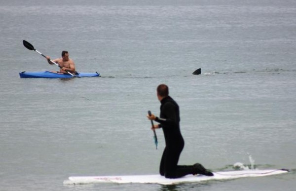 지난 7일 매사추세츠 주 해변에서 카약을 타던 한 남성이 상어에 쫓기고 있다. 바로 옆 입식 패들보드를 탄 남성이 이를 경고했다.