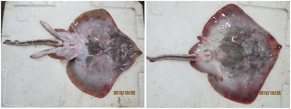홍어의 생식기 모습, 왼쪽이 숫놈 오른쪽이 암놈이다. 출처 한겨례닷컴, 사진=정소희 한국수산자원관리공단 조사원