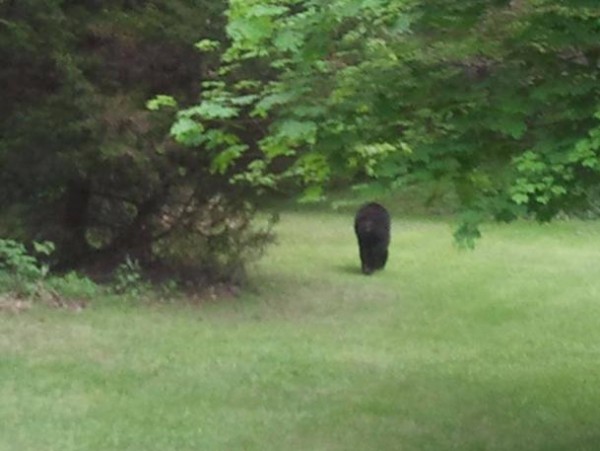 링컨에서 자동차 도로 주변에 흑곰이 나타났다