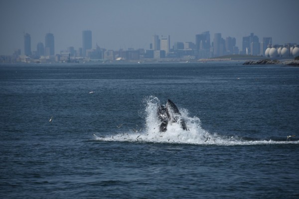 이례적으로 보스톤다운타운 400미터 인근까지 고래가 근접해 놀고있다