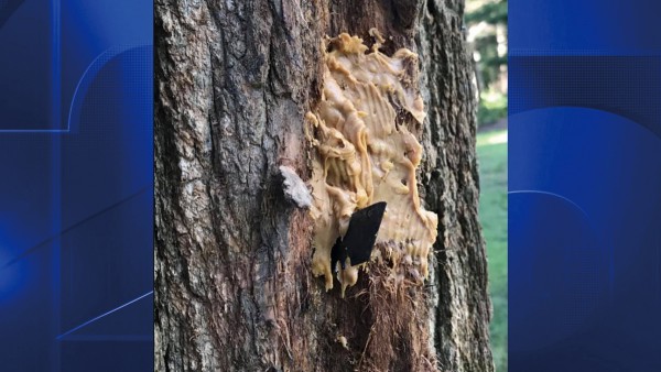 경찰은 팔모스 지역 굿윌 파크의 나무에 위험한 면도날이 설치되어 있다는 제보를 받고 조사를 시작하였다