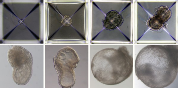이스라엘 바이츠만 연구소 과학자들이 쥐의 줄기세포에서 인공 배아를 만들어내 그 결과를 1일(현지시간) 셀(Cell)지에 게재했다.