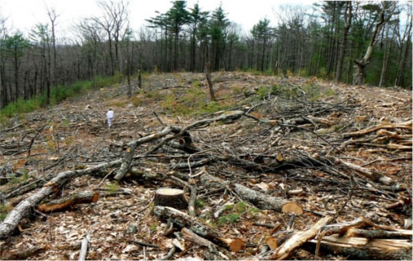 무분별한 삼림 훼손을 경고하는 보고서가 최근 발표되었다