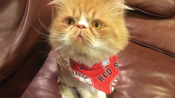 소셜 네트워크 사이트 인스타그램에서 무려 2만 6천 명의 팔로워를 거느리고 있는 찰리(Charlie)라는 페르시아 고양이는 보스톤에서 가장 인기 있는 애완 동물 중 하나다