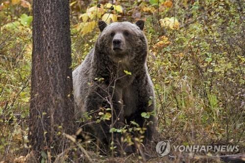 미국 몬태나주 인근에서 카메라에 잡힌 회색곰. 사진은 기사 내용과 직접 연관이 없음.